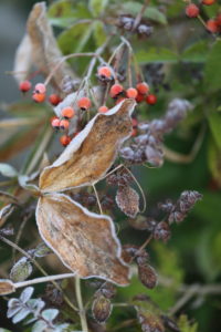 Rose hips and vetch leaves in frost Rose hips and vetch leaves in frost