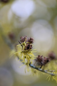 Virginian witch hazel (Hamamelis virginiana) flowers in October Virginian witch hazel (Hamamelis virginiana) flowers in October