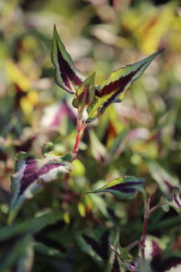 Small-headed knotweed (Persicaria microcephala) Small-headed knotweed (Persicaria microcephala)