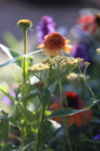 Yarrow with sun hat Yarrow with sun hat