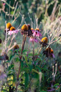 Purple coneflower (Echinacea purpurea) withering Purple coneflower (Echinacea purpurea) withering