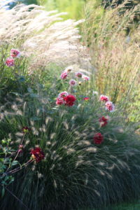Autumn bed with dahlias, Chinese reeds (Miscanthus) and lamp-cleaner grass (Pennisetum) in the backlight Autumn bed with dahlias, Chinese reeds (Miscanthus) and lamp-cleaner grass (Pennisetum) in the backlight