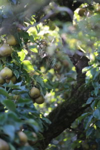 Pear tree with fruits and spider web in September Pear tree with fruits and spider web in September