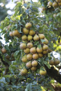 Pears, Pyrus communis Pears, Pyrus communis