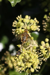 Hottentot fly (Villa hottentotta) on ivy (Hedera helix) Hottentot fly (Villa hottentotta) on ivy (Hedera helix)