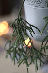 Flowering rod cactus (Rhipsalis pilocarpa) in the Advent season Flowering rod cactus (Rhipsalis pilocarpa) in the Advent season