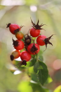 Rose hips of a rose Rose hips of a rose