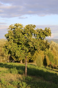 Medlar (Mespilus germanica), tree in the evening light Medlar (Mespilus germanica), tree in the evening light