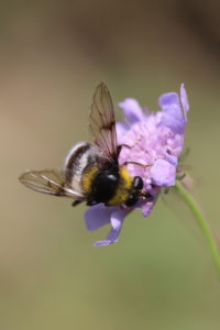 Hover fly Sericomyia bombiformis Hover fly Sericomyia bombiformis
