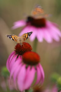 Purple coneflower (Echinacea purpurea), red coneflower, with painted lady (Vanessa cardui) Purple coneflower (Echinacea purpurea), red coneflower, with painted lady (Vanessa cardui)