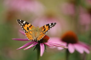Purple coneflower (Echinacea purpurea), red coneflower, with painted lady (Vanessa cardui) Purple coneflower (Echinacea purpurea), red coneflower, with painted lady (Vanessa cardui)