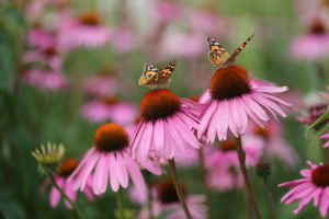 Purple coneflower (Echinacea purpurea), red sun hat, with painted lady (Vanessa cardui) Purple coneflower (Echinacea purpurea), red sun hat, with painted lady (Vanessa cardui)