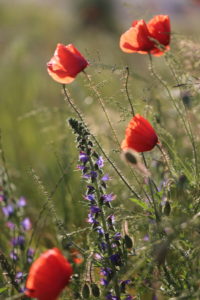 Corn poppy (Papaver rhoeas) in the morning light with common adder's head (Echium vulgare) Corn poppy (Papaver rhoeas) in the morning light with common adder's head (Echium vulgare)