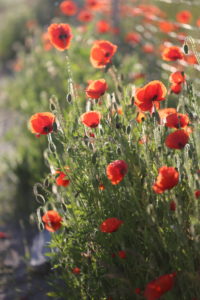 Corn poppy (Papaver rhoeas) in the morning light Corn poppy (Papaver rhoeas) in the morning light