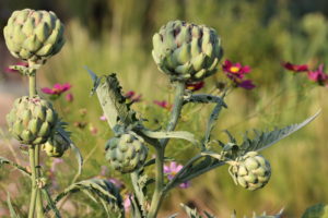 Artischocke, Cynara cardunculus, Gemüse, Gemüse im Blumenbeet, essbare Blüten, Cosmea Artischocke, Cynara cardunculus, Gemüse, Gemüse im Blumenbeet, essbare Blüten, Cosmea