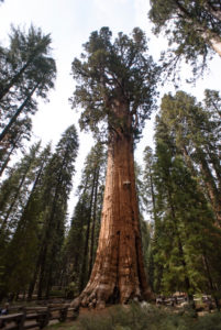 On the Road in Sequoia National Park in California, USA On the Road in Sequoia National Park in California, USA