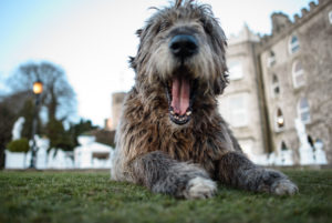 Dog in front of Cabra Castle in Ireland Dog in front of Cabra Castle in Ireland