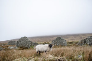 Landschaft und Ruinen in der Nähe von Galway, Irland Landschaft und Ruinen in der Nähe von Galway, Irland