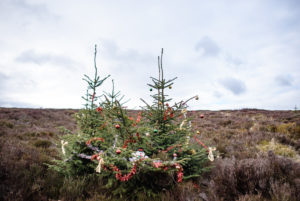 Christmas trees in the Wicklow Mountains, Ireland Christmas trees in the Wicklow Mountains, Ireland