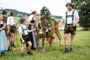 Traditional end-of-summer cattle drive from mountain pastures down to the valleys, Balderschwang in the Allgäu region Traditional end-of-summer cattle drive from mountain pastures down to the valleys, Balderschwang in the Allgäu region
