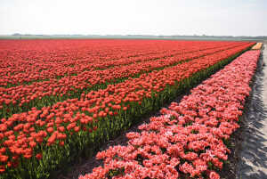Tulpenfeld im niederländischen Texel Tulpenfeld im niederländischen Texel