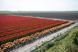 Tulpenfeld im niederländischen Texel Tulpenfeld im niederländischen Texel