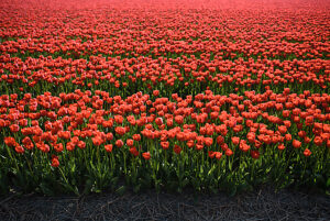 Tulpenfeld im niederländischen Texel Tulpenfeld im niederländischen Texel