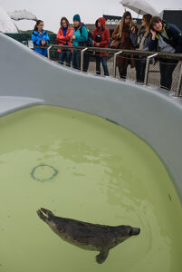 Im Ecomare in Texel Holland, einer Aufzucht Station für Seehunde Im Ecomare in Texel Holland, einer Aufzucht Station für Seehunde