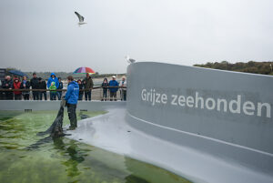 Im Ecomare in Texel Holland, einer Aufzucht Station für Seehunde Im Ecomare in Texel Holland, einer Aufzucht Station für Seehunde