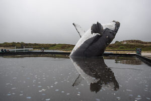 Im Ecomare in Texel Holland, einer Aufzucht Station für Seehunde Im Ecomare in Texel Holland, einer Aufzucht Station für Seehunde