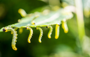 Hanging caterpillars on leaf, depth of field Hanging caterpillars on leaf, depth of field