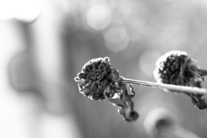 Extreme close-up buds, blurred background Extreme close-up buds, blurred background