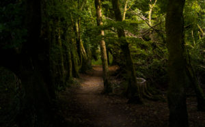 Magical forest section, Ireland, Killarney National Park Magical forest section, Ireland, Killarney National Park