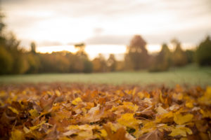 Depth of field, foliage with trees in the background Depth of field, foliage with trees in the background