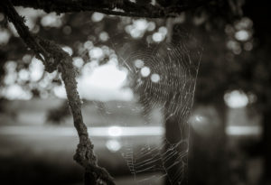 spiderweb in the sunlight, Bokeh spiderweb in the sunlight, Bokeh