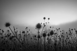 Plants, black-and-white, Bokeh Plants, black-and-white, Bokeh