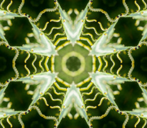 Kaleidoscope, green yellow Kaleidoscope, green yellow