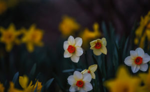 Flowers, narcissi with Bokeh Flowers, narcissi with Bokeh