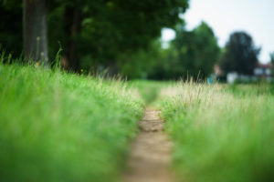 small path through a meadow small path through a meadow