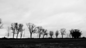 Tree avenue in front of a gloomy sky Tree avenue in front of a gloomy sky