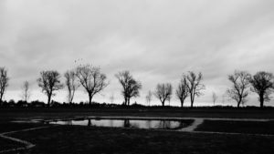 Trees in front of dark clouds Trees in front of dark clouds