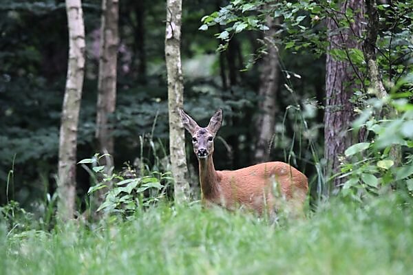 Bildagentur Mauritius Images Watchful Deer