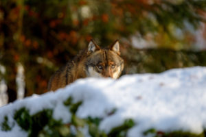 Wolves in winter