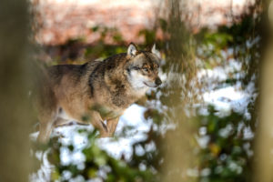 Wolves in winter