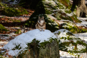 Wolves in winter