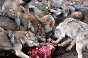 Wolves while eating