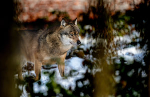 Wolves in winter