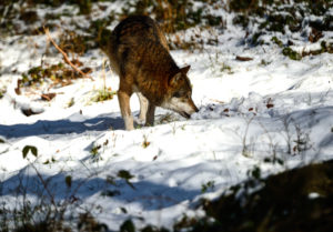 Wolves in winter