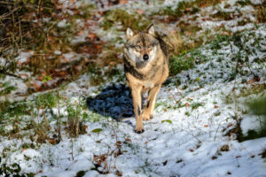 Wolves in winter