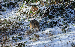 Wolves in winter